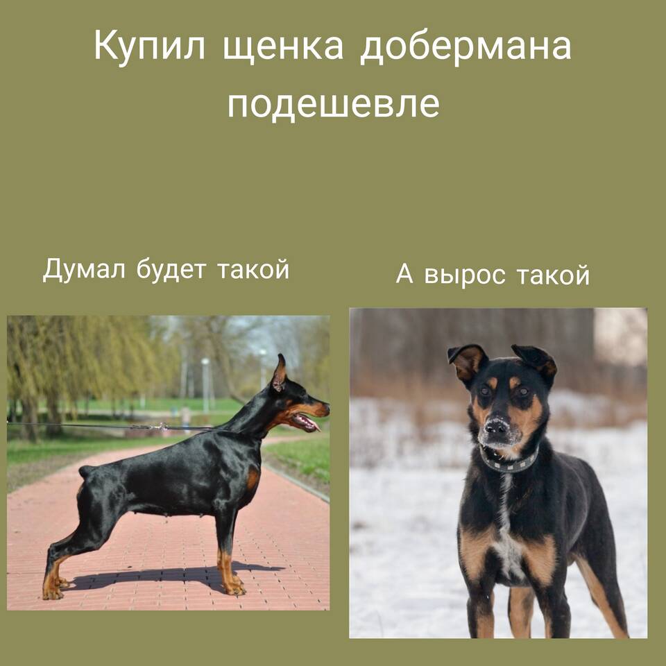 Щенки без документов: причины и последствия