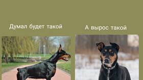Щенки без документов: причины и последствия в Триколор ТВ